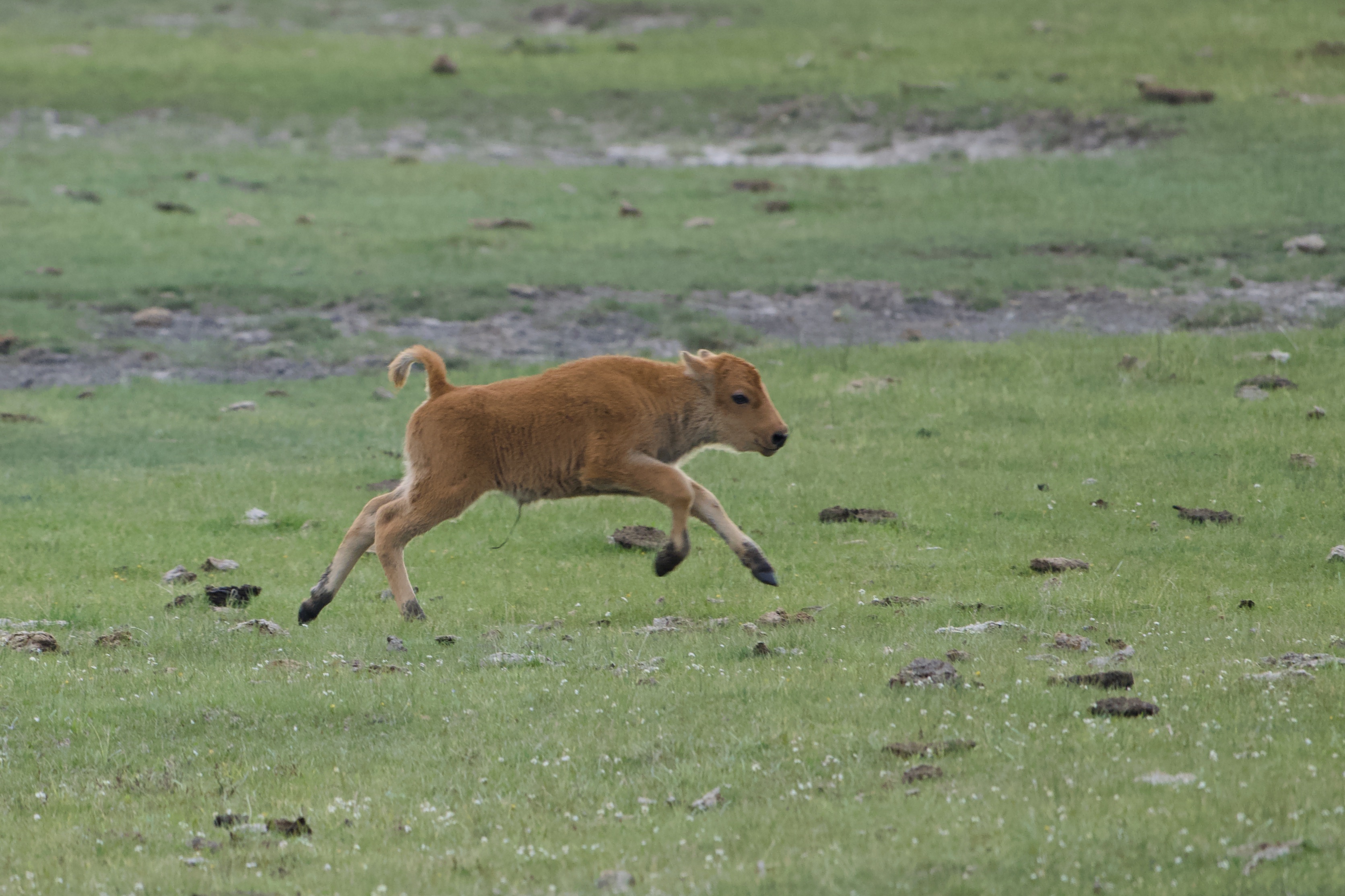 A red dog (baby bison) running near Yellowstone